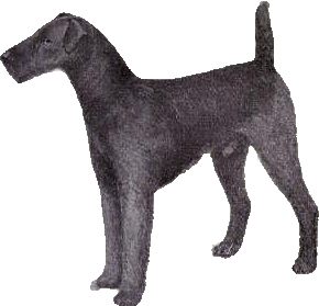 Airedale terrier